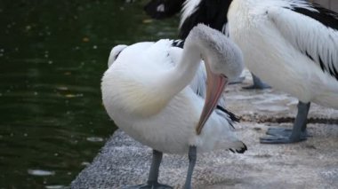 Pelican Timor veya Pelecanus Conspicillatus veya Avustralya Pelikanı hayvanat bahçesinde.
