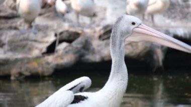 Pelican Timor veya Pelecanus Conspicillatus veya Avustralya Pelikanı hayvanat bahçesinde.