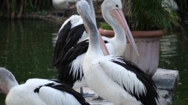 Pelican Timor veya Pelecanus Conspicillatus veya Avustralya Pelikanı hayvanat bahçesinde.