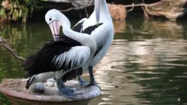 Pelican Timor veya Pelecanus Conspicillatus veya Avustralya Pelikanı hayvanat bahçesinde.