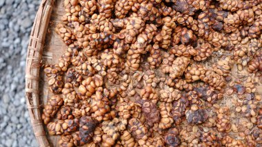 Coffee beans that are being dried in the sun after being washed from Civet droppings. Civet coffee ingredients. clipart