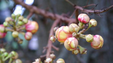 Cannonball tree flowers or Couroupita guianensis or Nagalinga Flower clipart