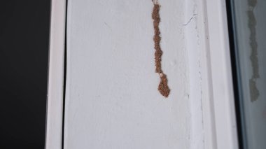 Evin duvarlarında termitler var..
