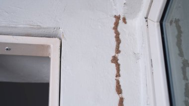 Evin duvarlarında termitler var..