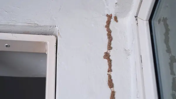 Evin duvarlarında termitler var..