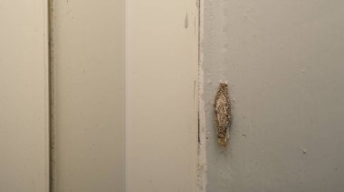 Phereoeca uterella, Tineidae familyasından Tineidae familyasından bir güve türü.. 