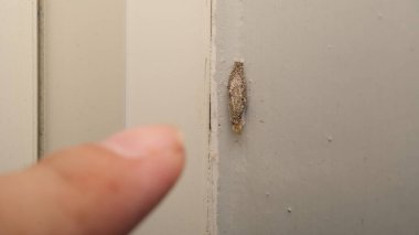 Phereoeca uterella, Tineidae familyasından Tineidae familyasından bir güve türü.. 