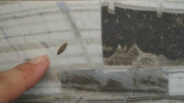 Phereoeca uterella, Tineidae familyasından Tineidae familyasından bir güve türü.. 