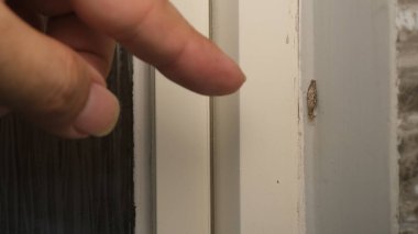 Phereoeca uterella, Tineidae familyasından Tineidae familyasından bir güve türü.. 