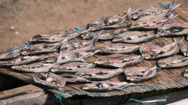 Tuzlu balığı birkaç gün kurutarak tuzlanmış balık yapma süreci..