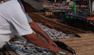 Tuzlu balığı birkaç gün kurutarak tuzlanmış balık yapma süreci..