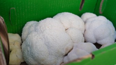 Maymun mantarı ya da Hericium erinaceus, bilinen adıyla Aslan Yelesi, Yamabushitake, Sakallı Diş Mantarı ya da Kirpi Sakallı Kirpi, diş mantarının bir türüdür..