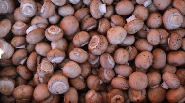 Dünyanın en popüler yenilebilir mantarlarından biri olan Kestane Mantarı (Pholiota adiposa) ya da Tarçın Şapkası Mantarı.