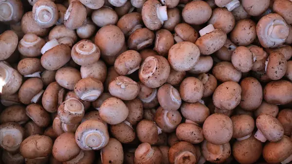 Dünyanın en popüler yenilebilir mantarlarından biri olan Kestane Mantarı (Pholiota adiposa) ya da Tarçın Şapkası Mantarı.