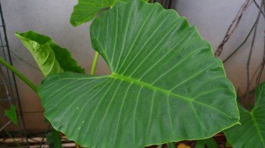 Fil kulak bitkileri, büyük, dramatik yapraklarıyla bilinen ve sıcak ve nemli koşullarda gelişen tropikal canlılardır..