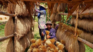 Çiftçi hasat edilmiş pirinci düzenliyor. Banten, 18 Ağustos 2025.