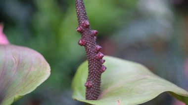 Yeşil spatülü siyah Anthurium spadix..