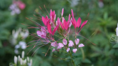Cleome Hassleriana veya örümcek çiçek