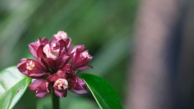Rose Allamanda tomurcuğu ya da Strophanthus Gratus, diğer adıyla Tırmanan Oleander veya Zehirli Ok Vine veya Melati Papua, güzel çiçekleri ve tıbbi özellikleriyle bilinen tropikal bir bitkidir..