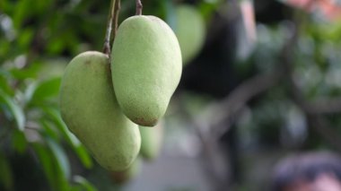 Ağaçta asılı taze mango meyvesi.