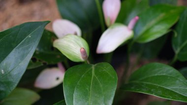 Beyaz yeşil Anthurium, Araceae familyasının en büyük cinsi olan Araceae familyasından yaklaşık 1.000 bitki türü. Yaygın isimler kuyruk çiçeği, flamingo çiçeği, at kuyruğu bitkisi..