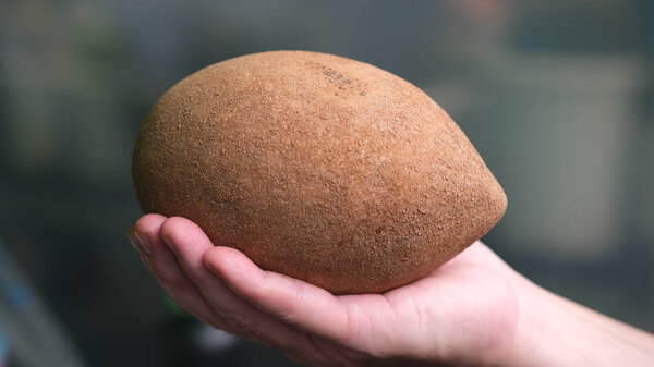 Mamey Sapote fruit is a Mexico jumbo sapodilla fruit.