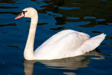 Cygne tubercule - Cygnus olor - sur l'etang