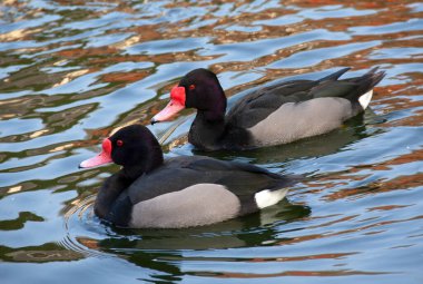 Deux canards nette Peposaca - Netta peposaca - en promenade sur l'etang