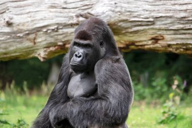 Gorille des plaines en gros plan