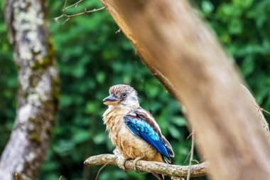 Kookaburra a ailes bleue, ou oiseau Martin chasseur a ailes bleues