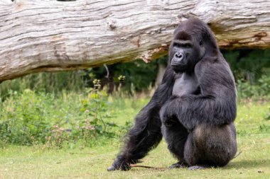 Gorille des plaines en gros plan