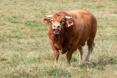 Taureau de race limousine dans la prairie