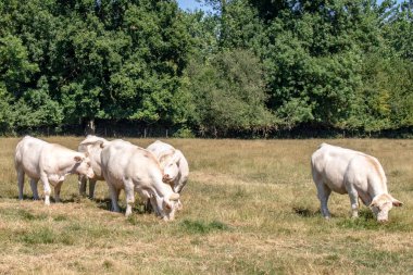 Vaches de race charolaise en pature 