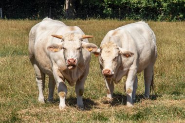 Vaches de race charolaise en pature 