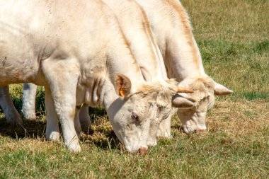 Vaches de race charolaise en pature 