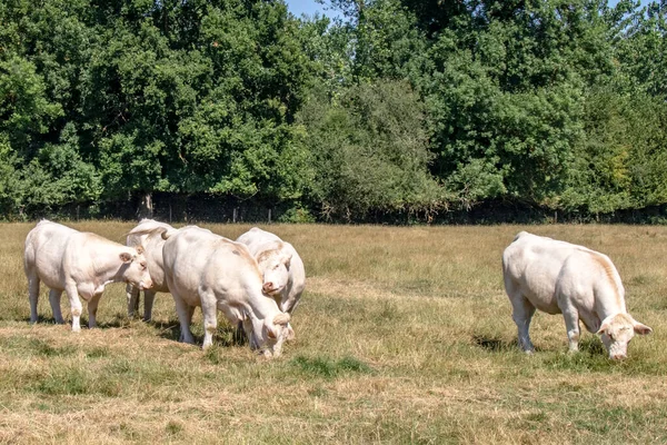 Vaches Race Charolaise Pature — Zdjęcie stockowe