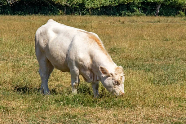 Vaches Race Charolaise Pature — Stock Photo, Image