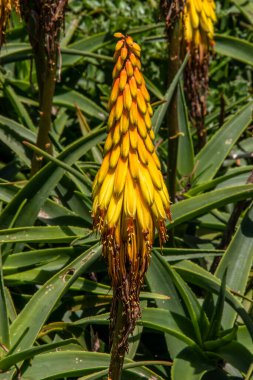 Fleur Aloe striatula sur l'arbre clipart