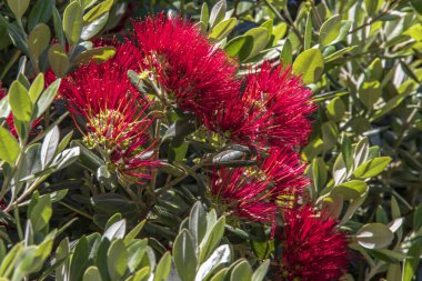 Metrosideros en fleur en gros planı 