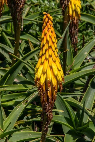 Fleur Aloe Striatula Sur Arbre — Stockfoto