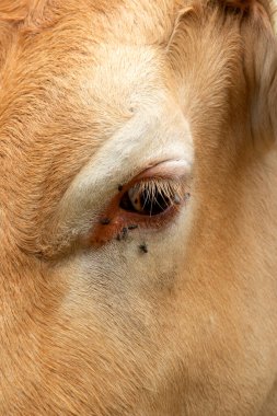 Oeil de vache blonde d 'Aquitaine aveine mouches en gros plan