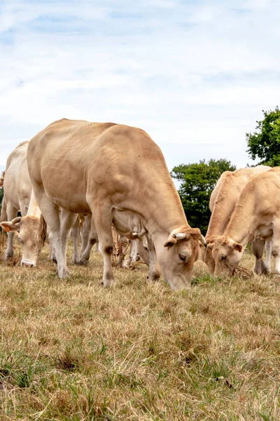Blonde Aquitaine Cows Grazing Meadow — Stock Photo, Image