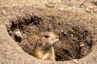 Çayır köpeği yuvanın girişinde. 