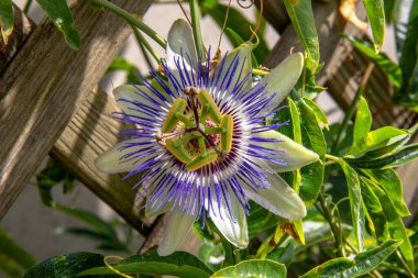 Passoflore, Passiflora caerulea, yakın plan, kuş bakışı. 