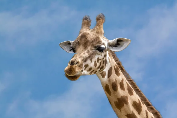 Голова Африканського Жирафа Профіль — стокове фото