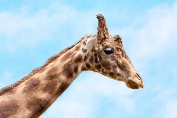 Szef Afrykańskiej Żyrafy Zbliżeniu Profilu — Zdjęcie stockowe