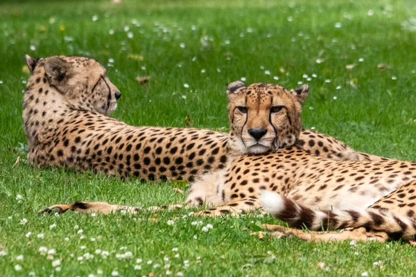Two Cheetahs Lying Grass Profile — Stock Photo, Image