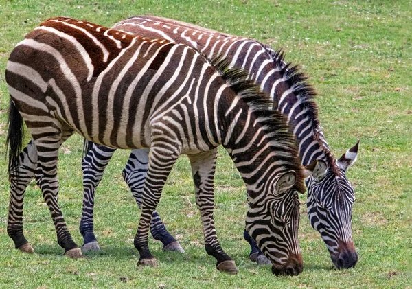 Zebra Grant Pastando Planície — Fotografia de Stock