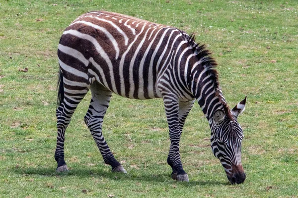 Zebra Grant Βόσκηση Στην Πεδιάδα — Φωτογραφία Αρχείου