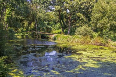 Ormanda gölgeli bir gölet